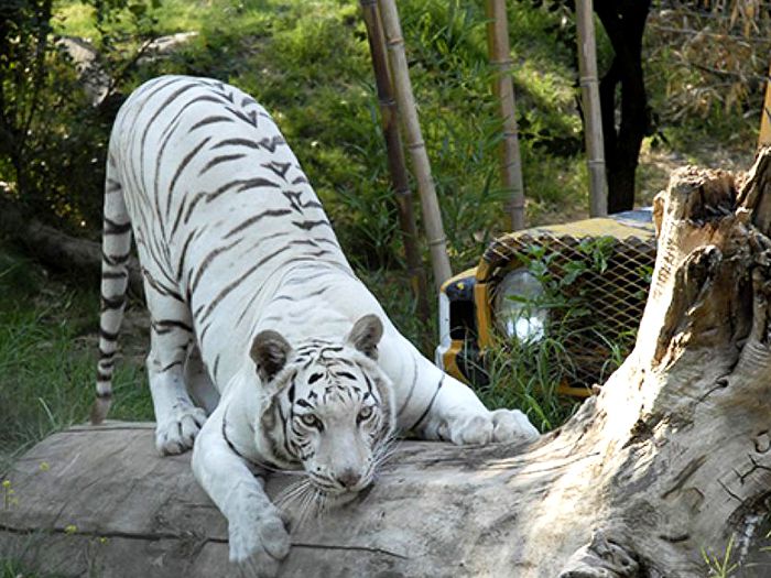 Conoce las medidas de seguridad para volver a visitar el Buin Zoo