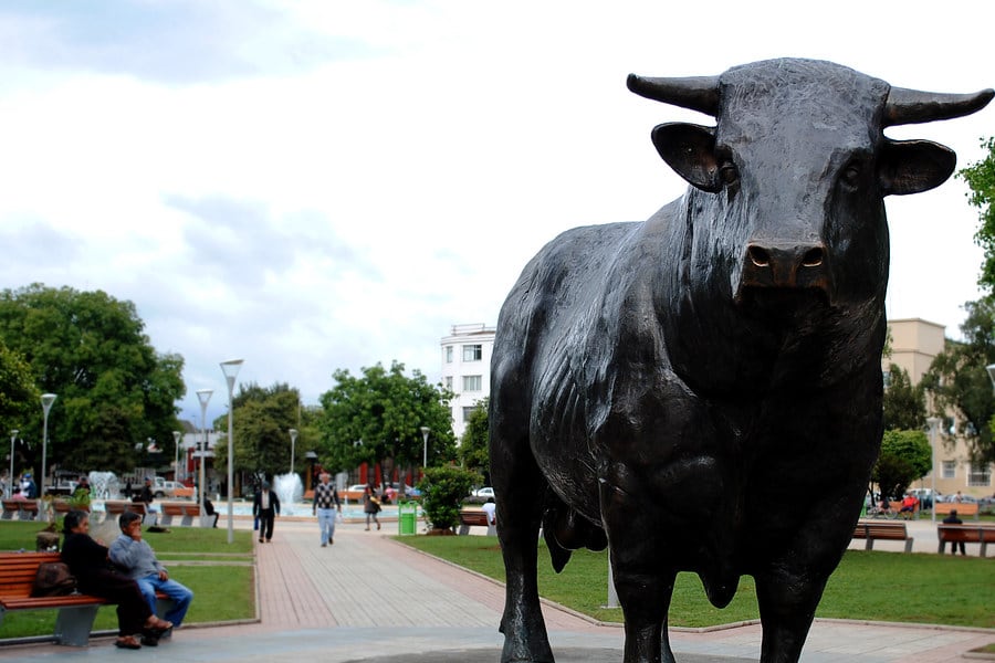 Toro malas pulgas mató a hombre en Osorno