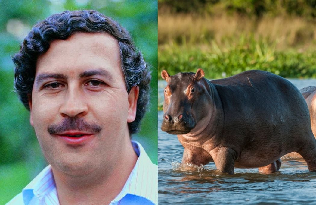 Pablo Escobar e hipopótamos