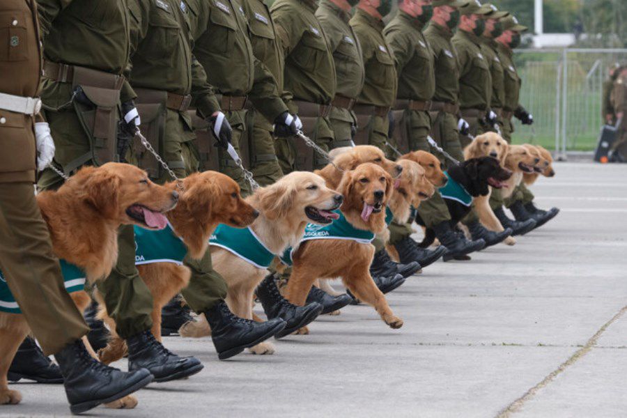 ¡Pura ternura!: Perritos de la Brigada Canina de Carabineros fueron furor en la Parada Militar