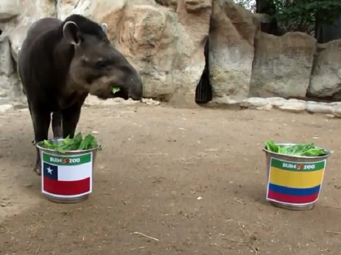 A tenerle fe: Tapir Manolo predice victoria de Chile ante Colombia