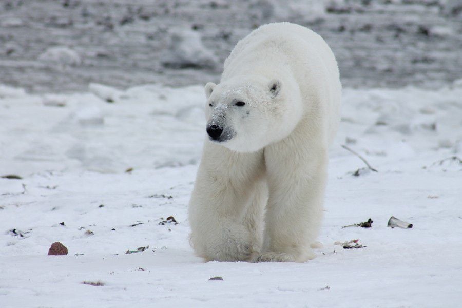 Oso polar mató a un hombre en Noruega