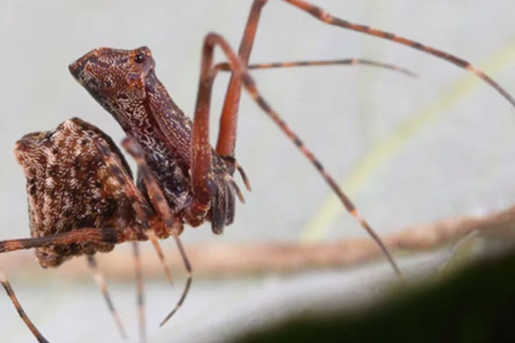 Araña descubierta en Australia - Foto Australian Journal of Taxonomy