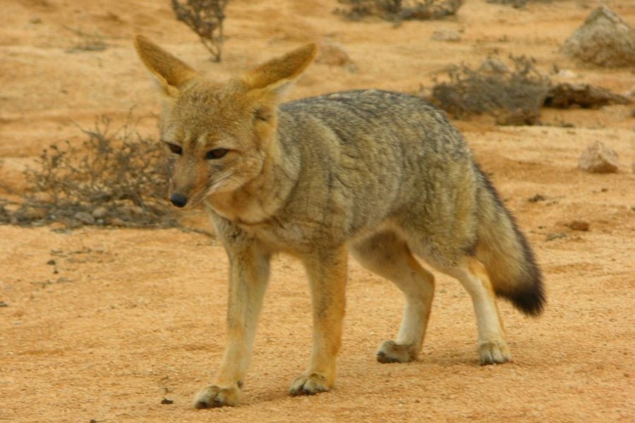 Muere zorro chilla tras ser encontrado en un parque de Atacama: investigan tenencia ilegal