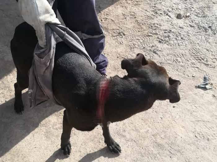 Impactante caso de maltrato animal dejó a perro con profunda herida en el cuello