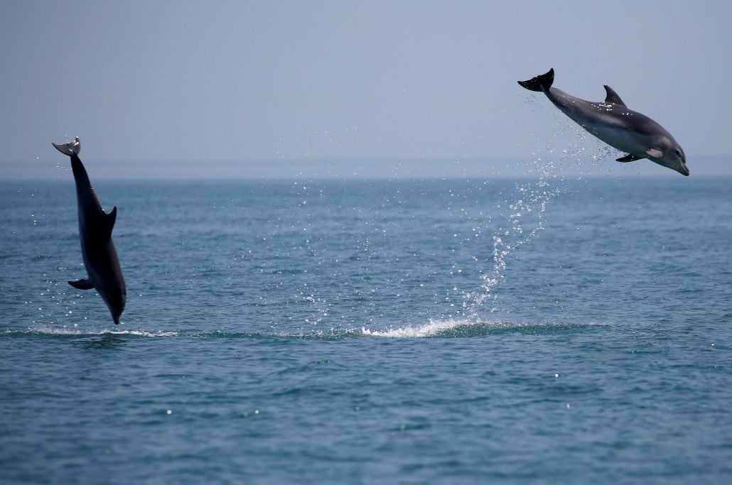 Delfines