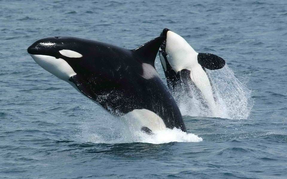 Orcas