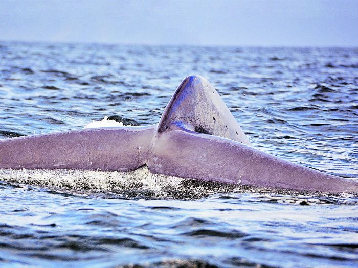 La normativa que protege a las ballenas de barcos "alocados"