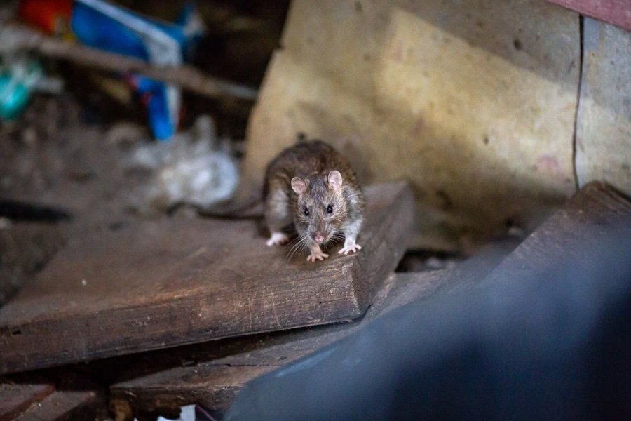 ¡Qué pesadilla! Se cayó a un nido de ratas y no podía escapar