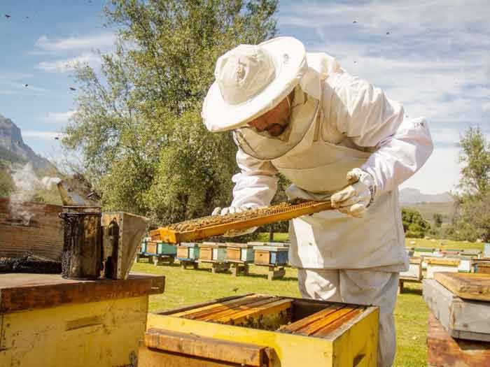 Mieles chilenas van por la corona mundial de las abejas reina