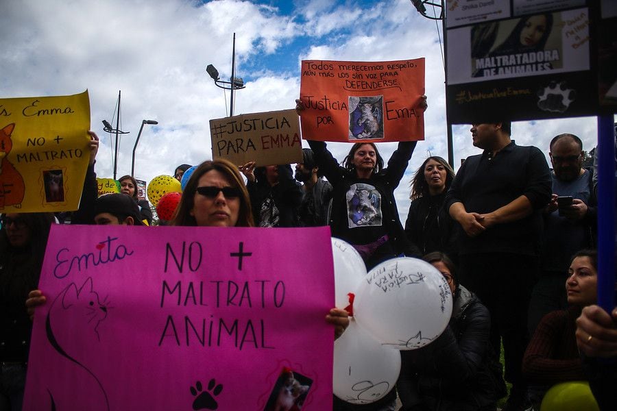 Cruel maltrato en Antofagasta: cachorros estuvieron una semana sin comida ni agua