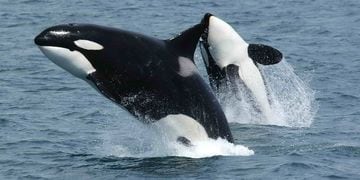 Orcas