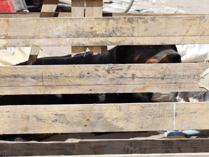 Niño de 8 años sufre feroz ataque de 3 rottweilers en Buin: familia había intentado deshacerse de ellos