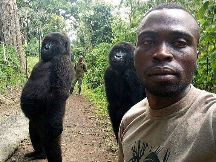 La mejor selfie del año: foto de guardabosques con orangutanes arrasa en la web