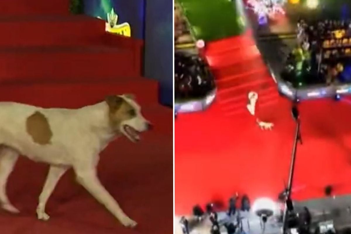 VIDEO: El perro en la Gala de Viña