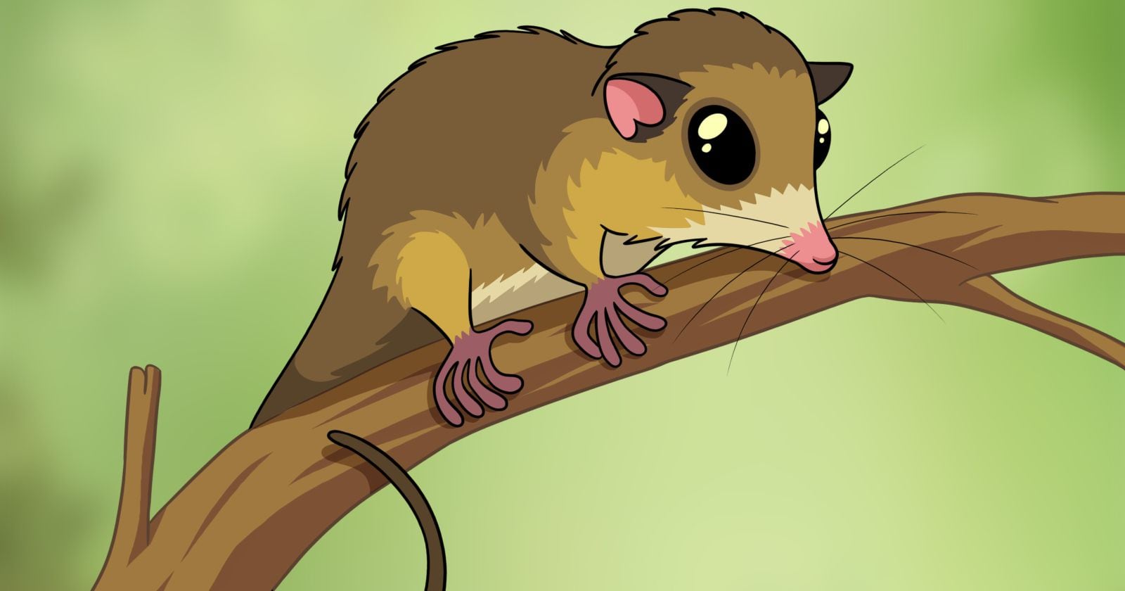 Monito del monte