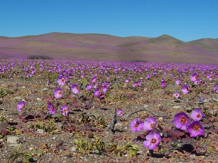 Desierto de Atacama se lució en Oscar del Turismo