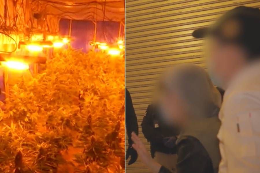 Apuntan a la "mafia china": desbaratan organización criminal que traficaba marihuana en Chile