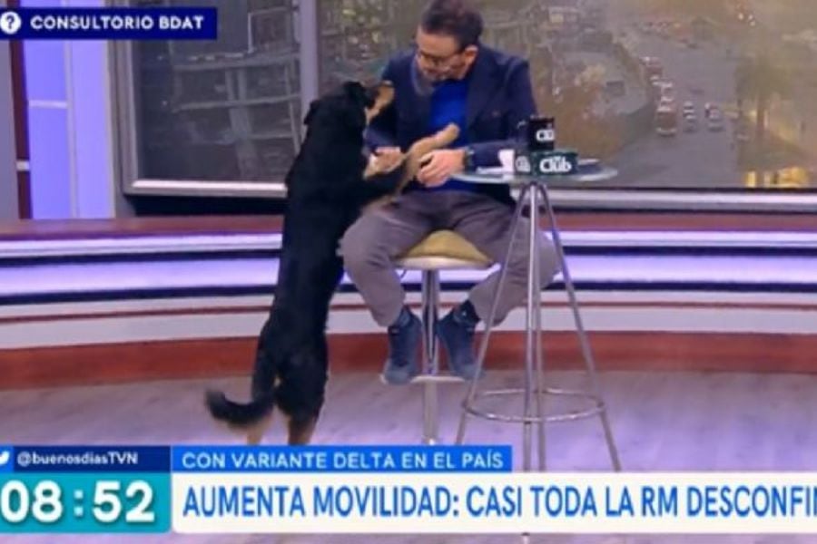 ¡Un perrito que irrumpió en el estudio!: Buenos Días a Todos tiene un nuevo e inesperado integrante