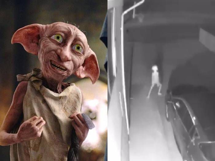 Revuelo por video que captó a una criatura similar a "Dobby" de Harry Potter