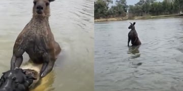 Un verdadero héroe: hombre se enfrentó a un canguro para rescatar a su perro