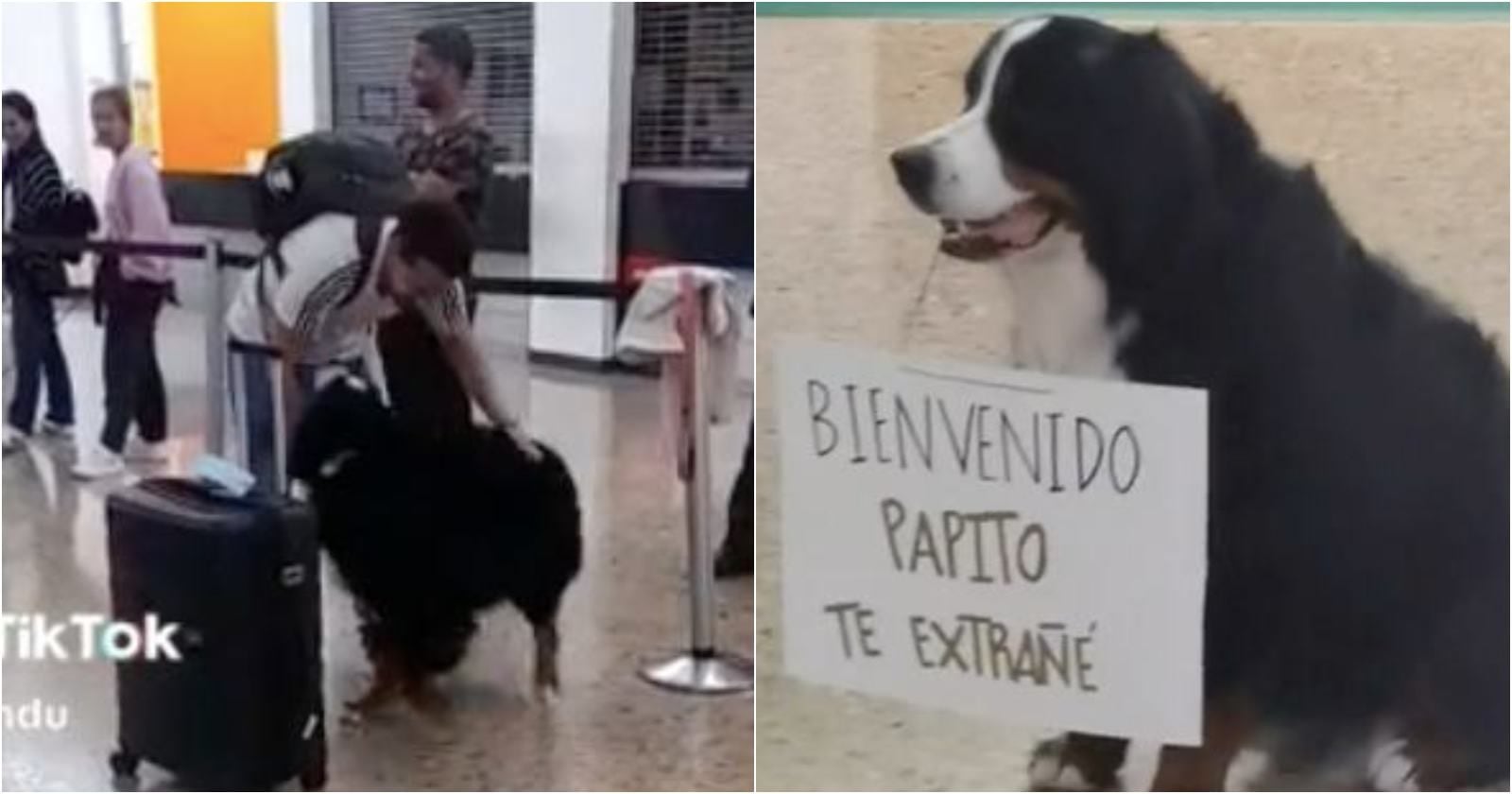 Perrito viral