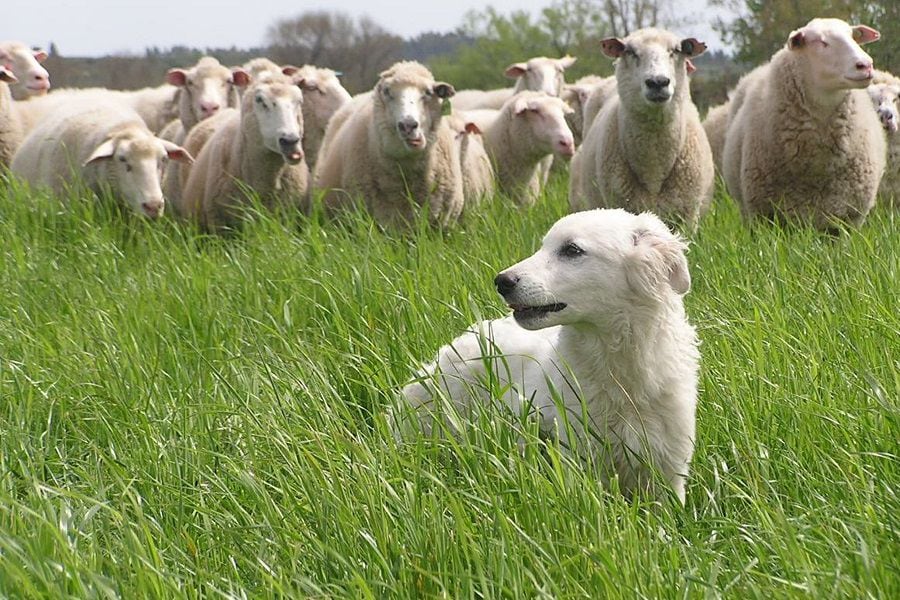 Raza que cuida ovejas en Uruguay postula a Tierra del Fuego