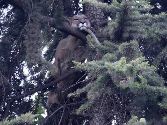 Así fue el rescate de puma tras intenso operativo en Lo Barnechea