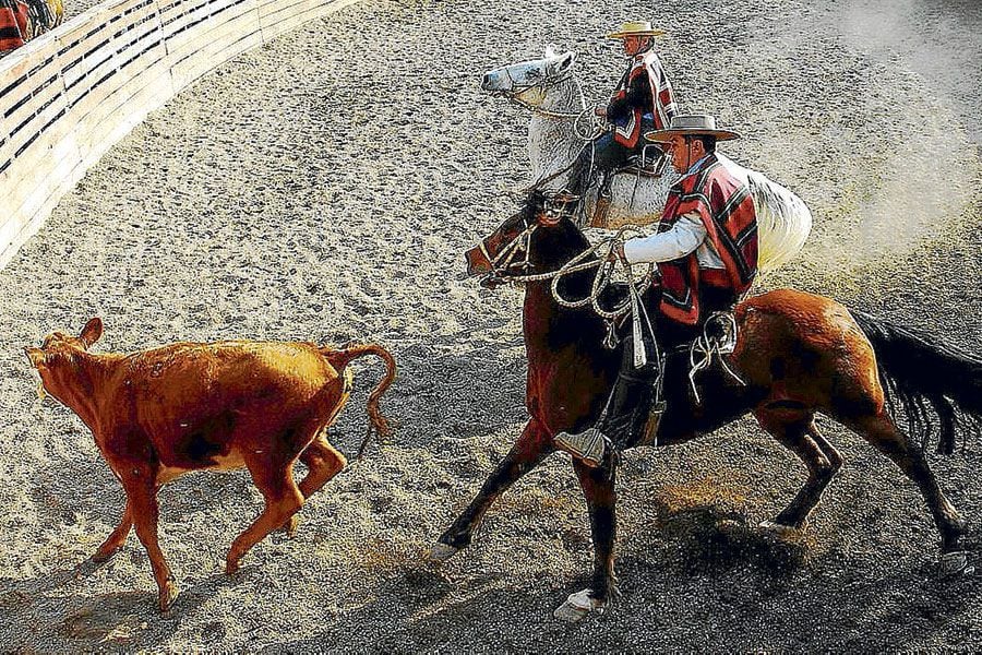 Polémica por rodeo: "Mira como arde en fuego tu tradición"