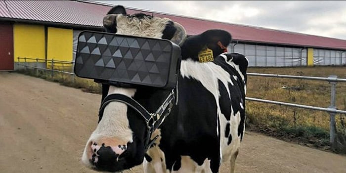 Rusia: colocan lentes de realidad virtual a vacas para que se relajen