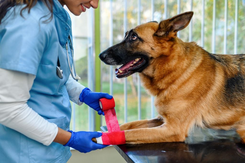 Primeros auxilios en mascotas. Foto: Getty Images.