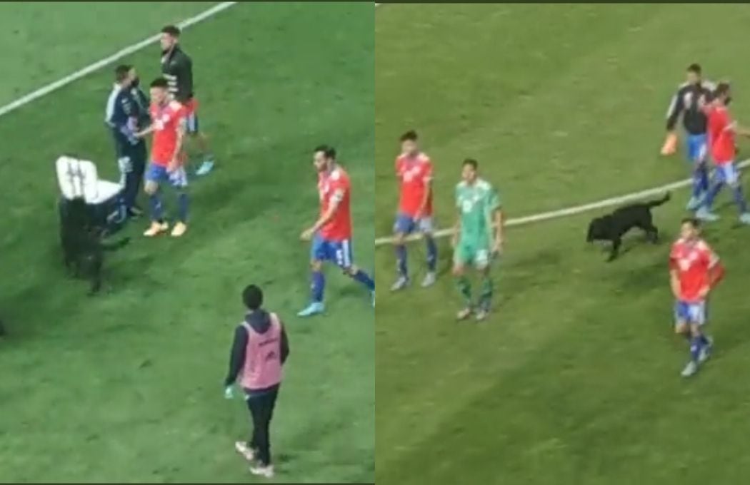 Perrito en cancha