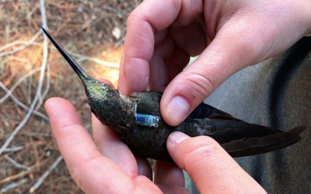 Durante la investigación se le puso un dispositivo de seguimiento a los colibríes, que lucía como una mochila en miniatura. Foto: Chris Witt/UNM.
