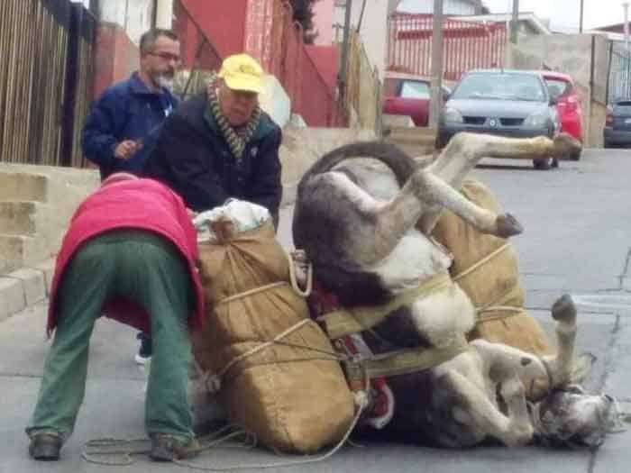 [Fotos] Indignación en Valparaíso: burro se desplomó por exceso de carga