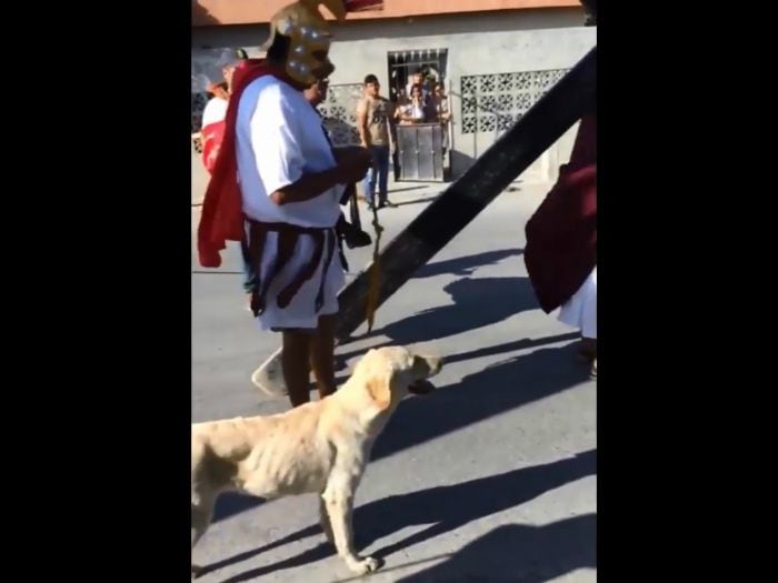 [Video] Perrito se ganó el cielo: defendió a Jesús en pleno Vía Crucis