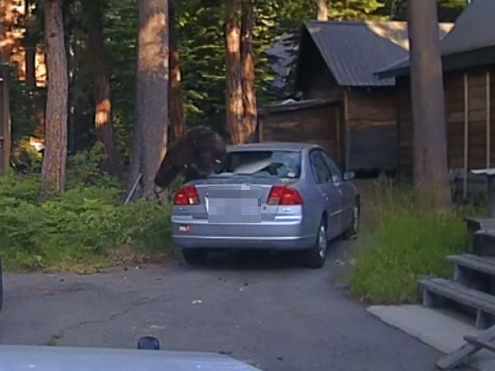 A balazos rescataron a un oso atrapado al interior de un auto