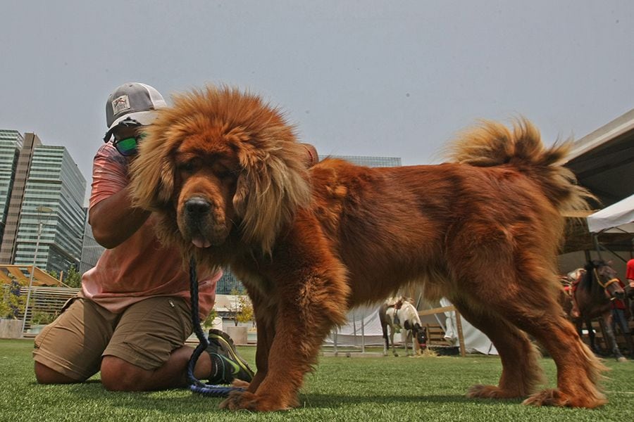 El perro león ucraniano que ruge solito en Chile