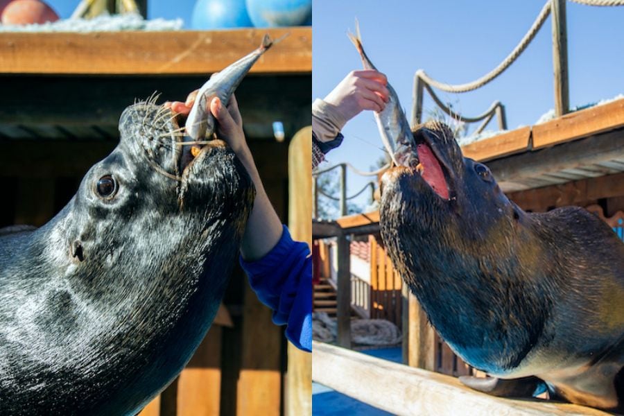 Lobos marinos del Buin Zoo recibieron suculenta donación de jureles: pingüinos preocupados por el olor