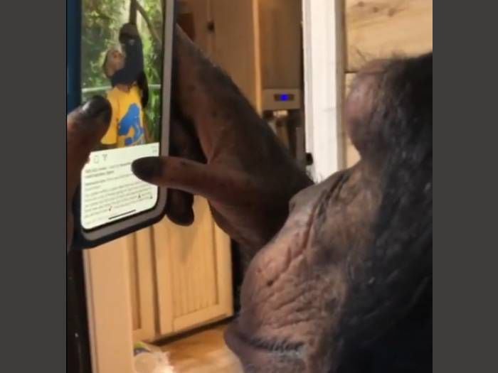 El impresionante viral de un chimpancé que utiliza celular y navega por Instagram