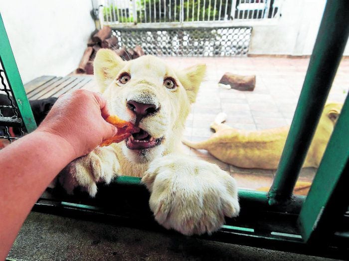 Mexicano vive con tres leones en el techo de su casa