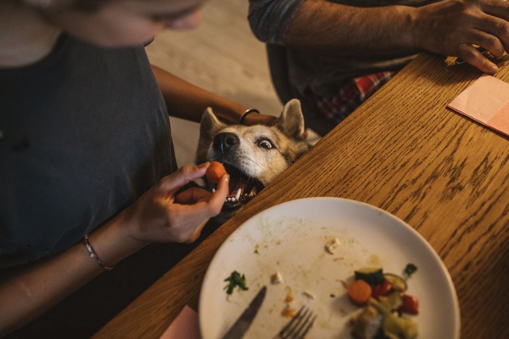 Alimentos seguros para perros. Foto: Getty Images.