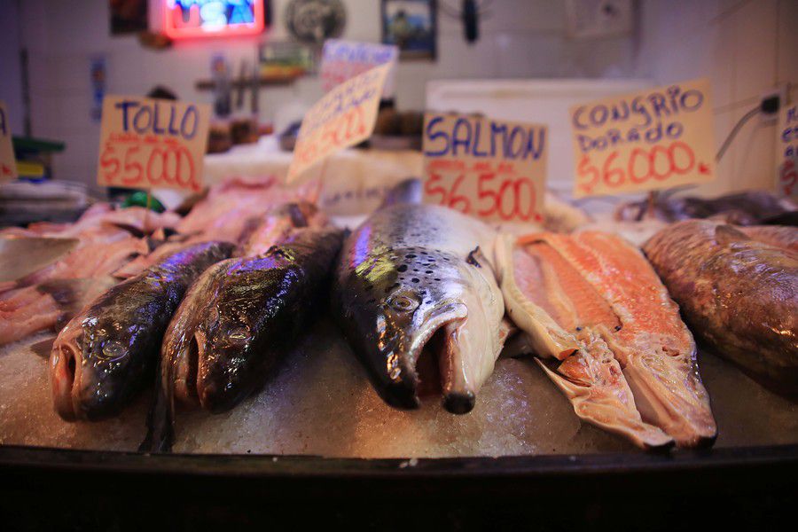 Pescado podrido en Terminal pesquero: reportaje denuncia mafias y escasa fiscalización