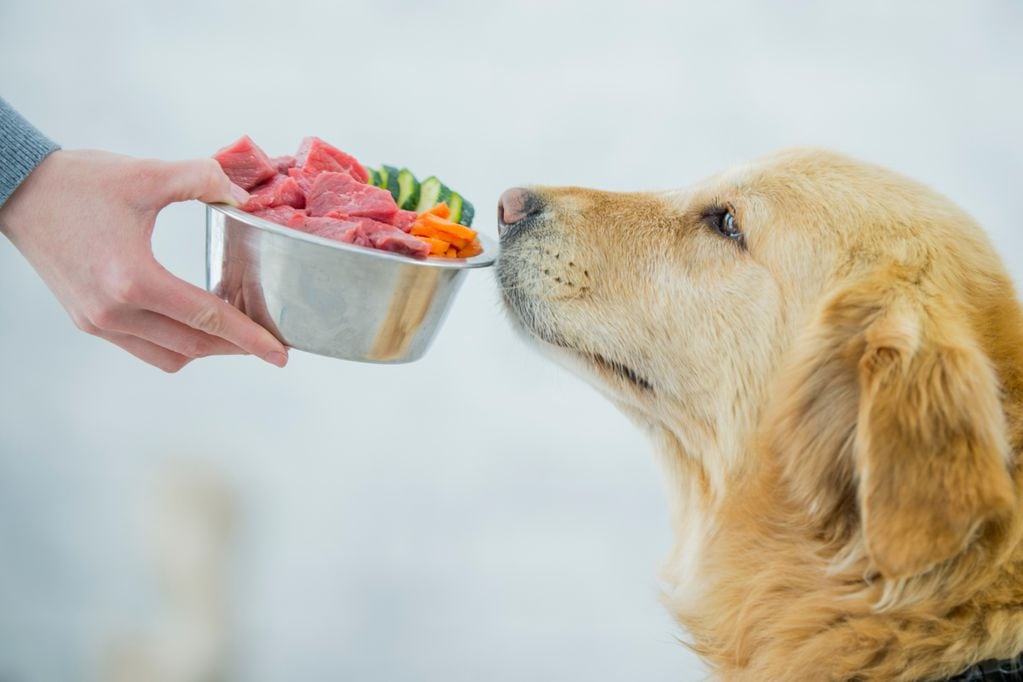 Alimentos seguros para mascotas. Foto: Getty Images.