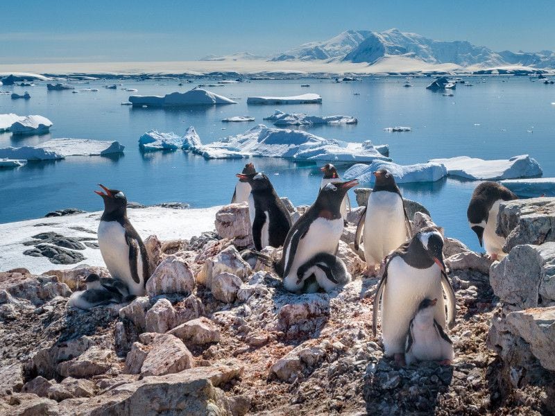 El pingüino emperador podría desaparecer por completo en la Antártida solo en un par de décadas