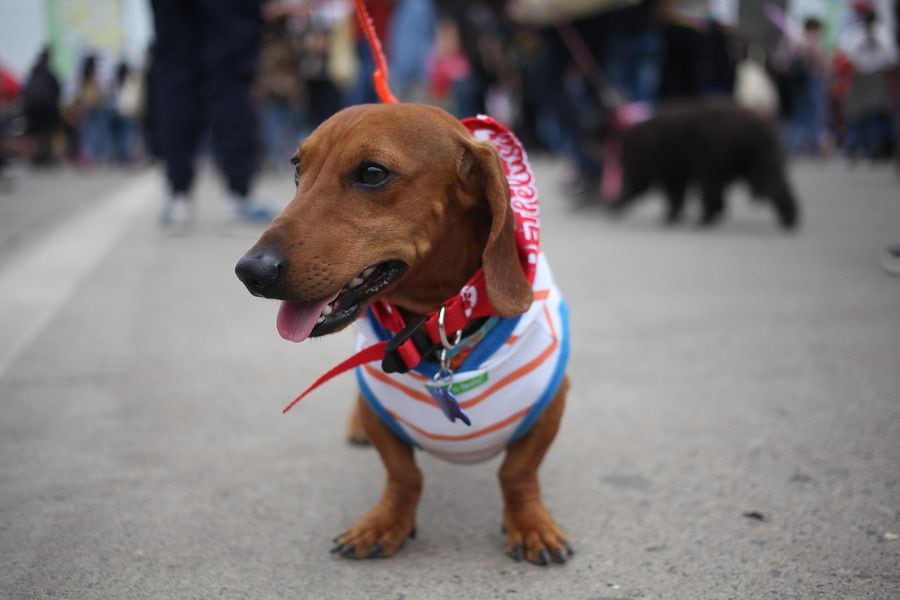 SERNAC informó que investiga problemas en conocido alimento para mascotas