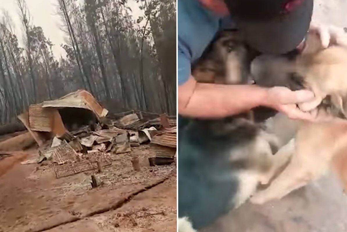 Emocionante reencuentro entre familia y sus perros en Santa Juana