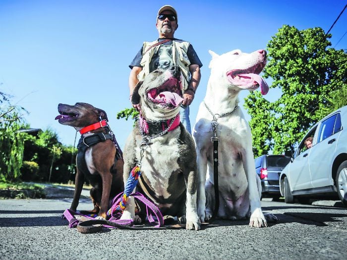 Los nuevos "Pitbull Lovers"