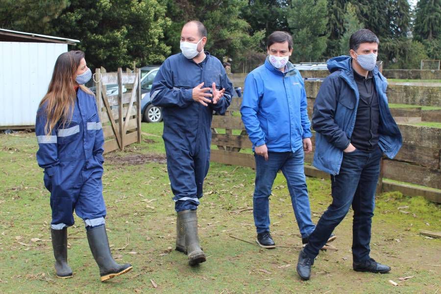 Parlamentarios llaman a financiar "superanticuerpo" de alpaca capaz de neutralizar el Covid-19