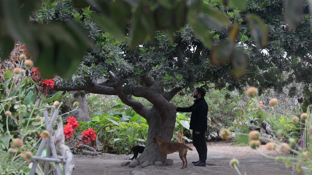 Abajo del árbol: mira un adelanto de la franja presidencial de Gabriel Boric