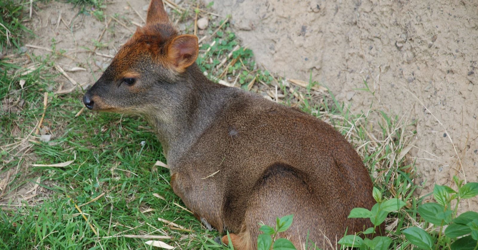 Pudú